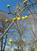 cornus vulgaris
