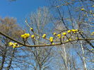 cornus vulgaris