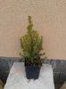 picea glauca conica 12lei