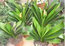 Clivia 2ron