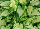 Hosta Albopicta