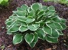 hosta Francee