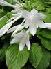 Hosta Plantaginea