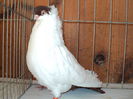 DSC00974