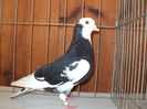 DSC00979