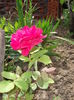 DSCF7065