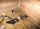 DSCF6677