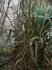 DSCN8409