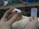 gold white wing barred with white head