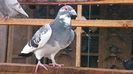 DSC_1020[1]