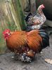 Cocos cochinchina pitic portelan