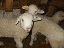 Picture 015