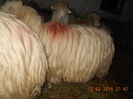 Picture 140