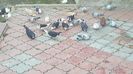 12695751_1005576706172925_2121039239_n