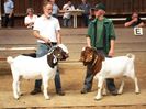 Boerii la concurs-8d3
