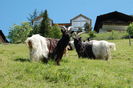 Caprele Walliser la soare-8n