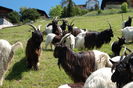 Frumuseti Walliser-86h