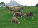 Toggenburg cu iezi