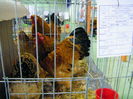DSCF0063
