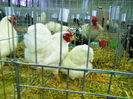 DSCF0072