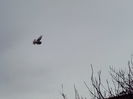 IMG_20160215_120909