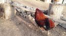 cocos araucana 08-02-16 044
