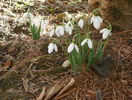 galanthus nivalis