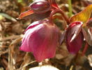 helleborus orientalis