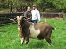 Tap Kiko mare