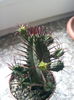 Euphorbia ferox