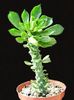 Monadenium guentheri