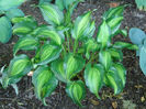 Hosta Geisha