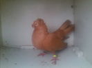 femela 1
