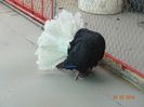 DSC02079