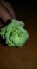 Green Tea Roses