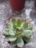 Echeveria pulidonis