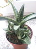 Gasteria little warty 28 lei ghiveciul