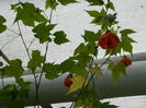 DSCN8762