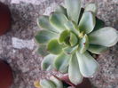 Echeveria pulidonis