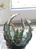 Aloe aculeata