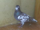 Mascul 2012