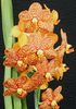 Ascocernda Ken-Kone