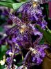 Baellara purple
