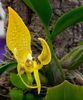 Bulbophyllum dearei