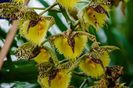 Catasetum fimbriatum