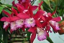 Cattleya brassavola