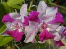 Cattleya Portia coerulea