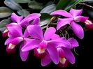 Cattleya violacea