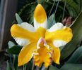 Cattleya yellow gold