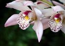 Cymbidium desert sand